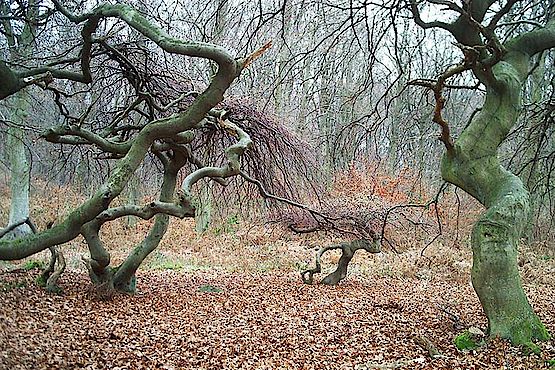 Süntelbuchen im Waldpark Semper Süntelbuchen im Waldpark Semper